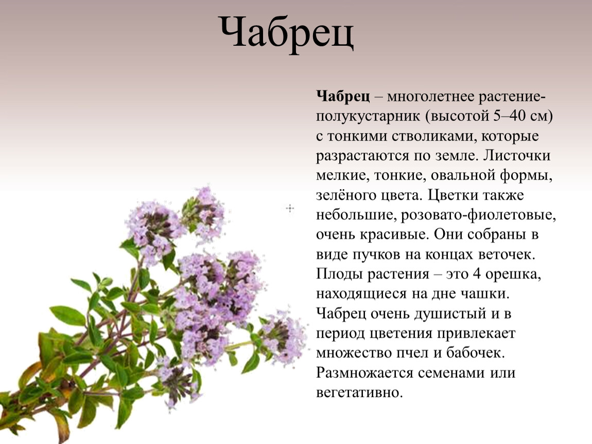 Влияние чабреца. Чабрец Донской. Чабрец Могильная трава. Чабрец тимьян ползучий описание.