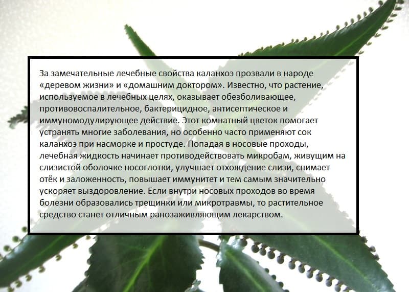 6 общих правил использования каланхоэ для лечения насморка у детей