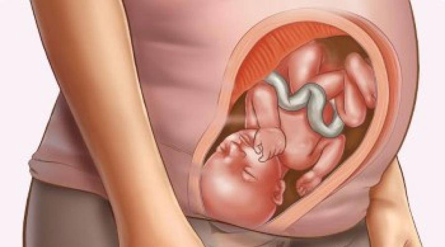 31 неделя беременности: что происходит с ребенком, шевеления и вес плода, узи, преждевременные роды / mama66.ru