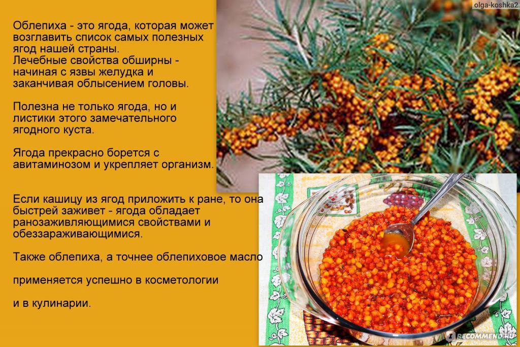 Облепиха: польза, вред и роль в организме | food and health