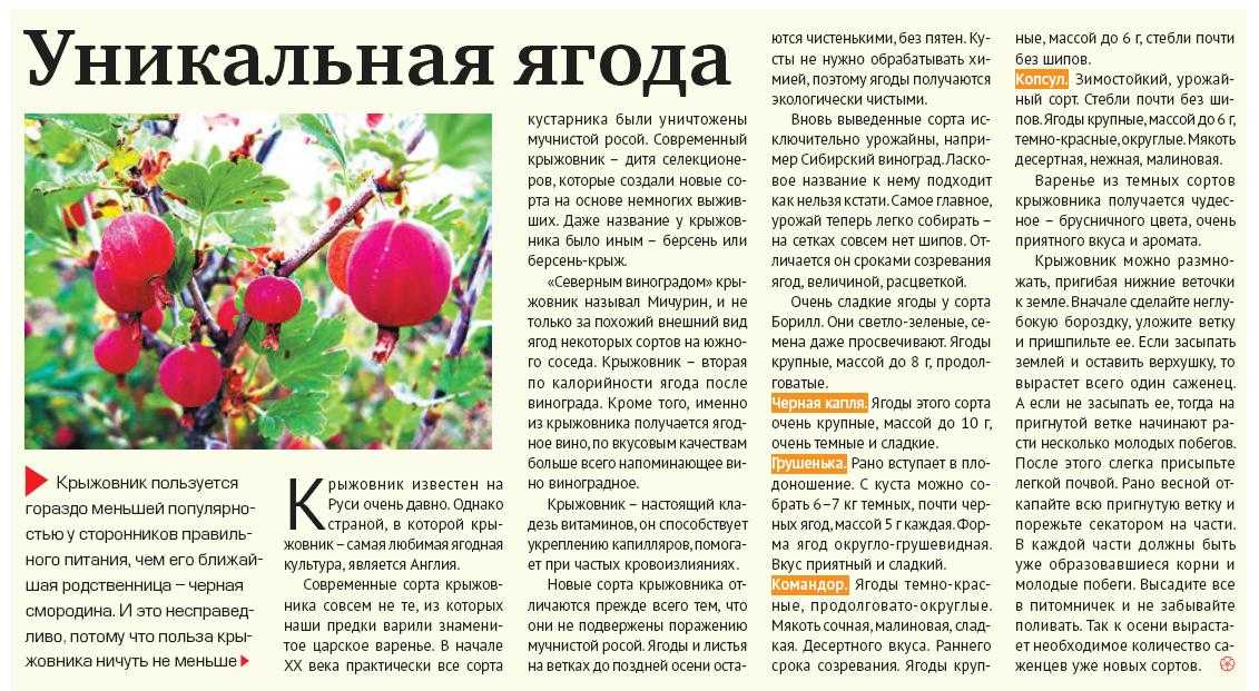 Крыжовник при беременности