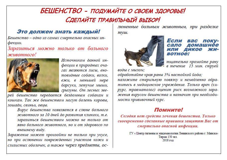 Ребенка укусила собака – что делать и куда обращаться? все о бешенстве