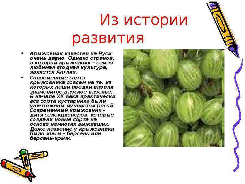 С какого возраста можно давать ребенку киви