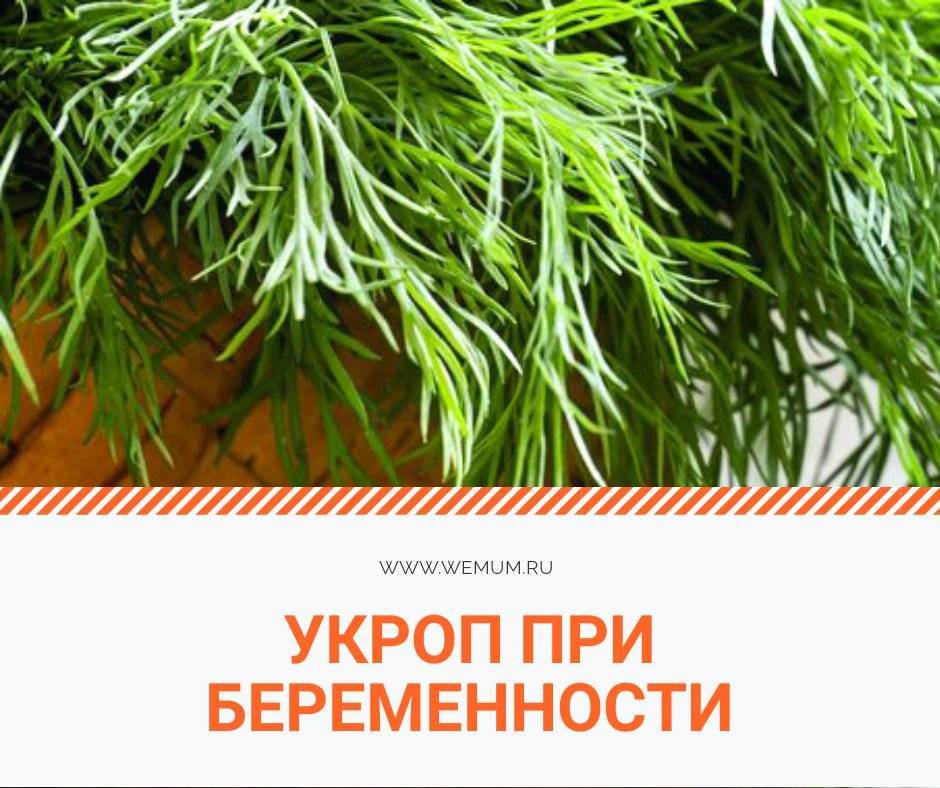 Семена укропа: полезные и лечебные свойства, противопоказания