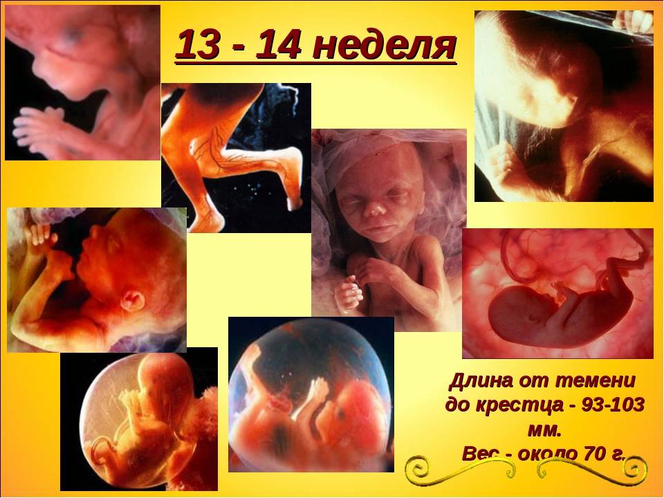 13 неделя беременности - фото живота, развитие и размеры плода, зуд, гипотония, анализы и узи, фото живота