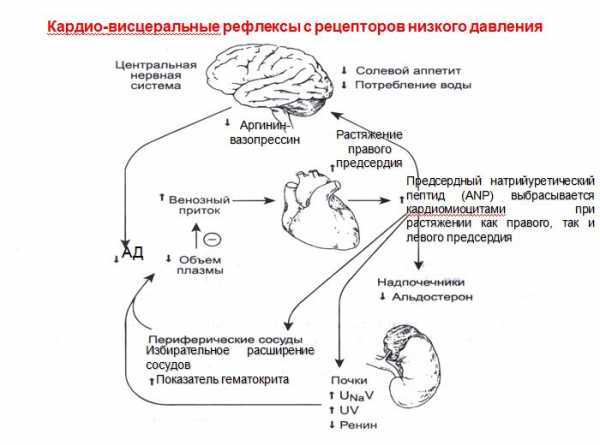 Низкое давление при беременности — что делать. норма давления во время беременности — беременность. беременность по неделям.