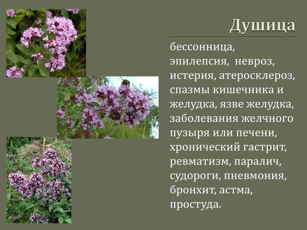 Душица при грудном вскармливании | уроки для мам