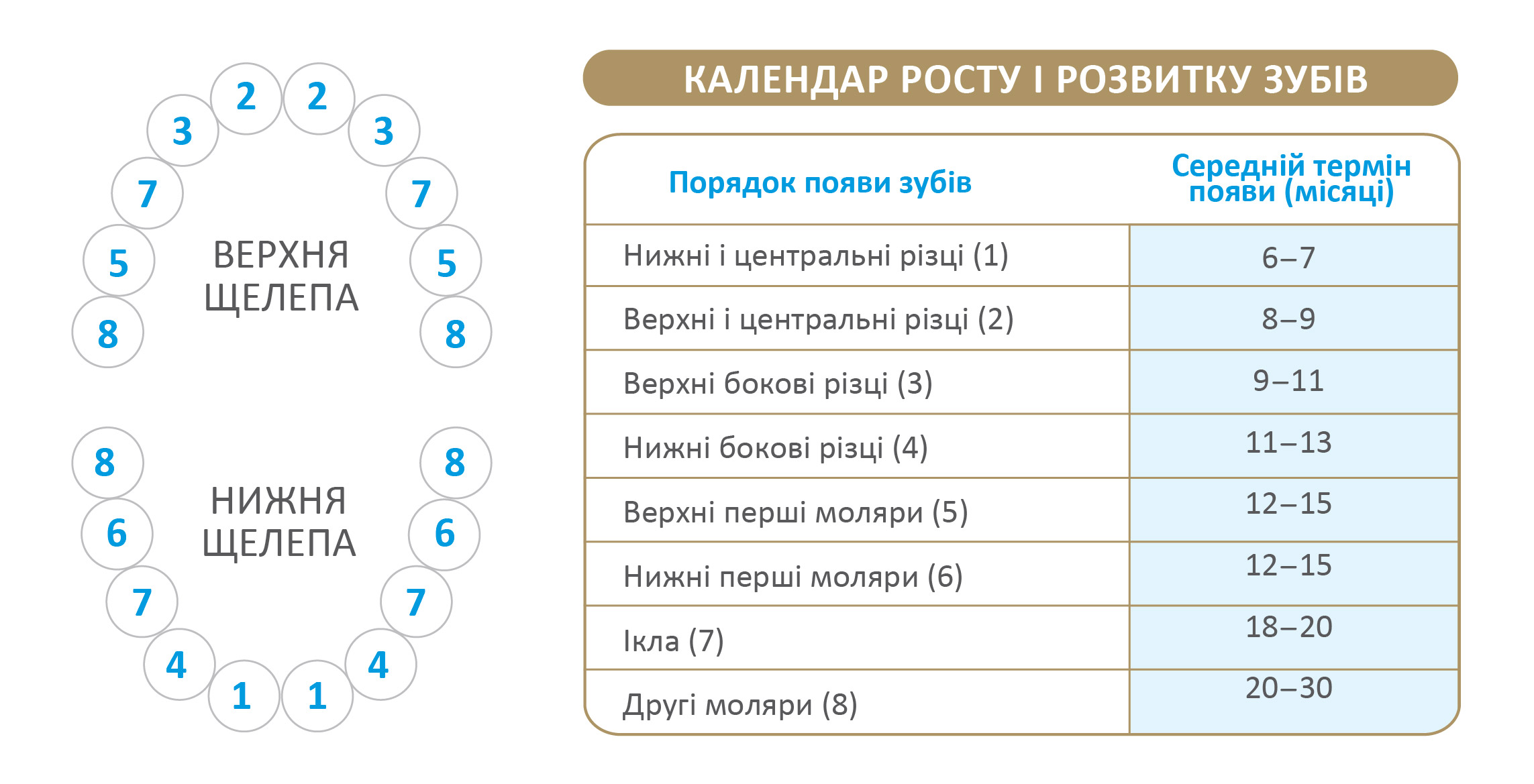 Как лезут зубы у детей: последовательность