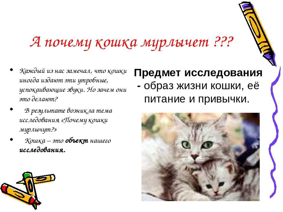 Почему кошки мурчат? - кот, пёс и я