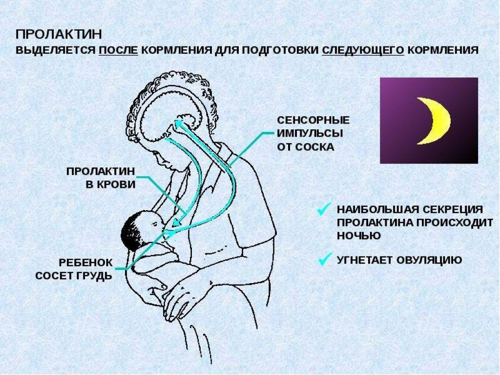Месячные во время грудного вскармливания: сроки и особенности, на что обратить внимание