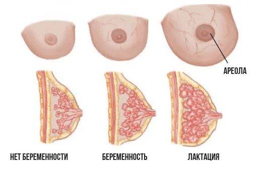 Чувствительность сосков при беременности: почему становятся такие | parnas42.ru