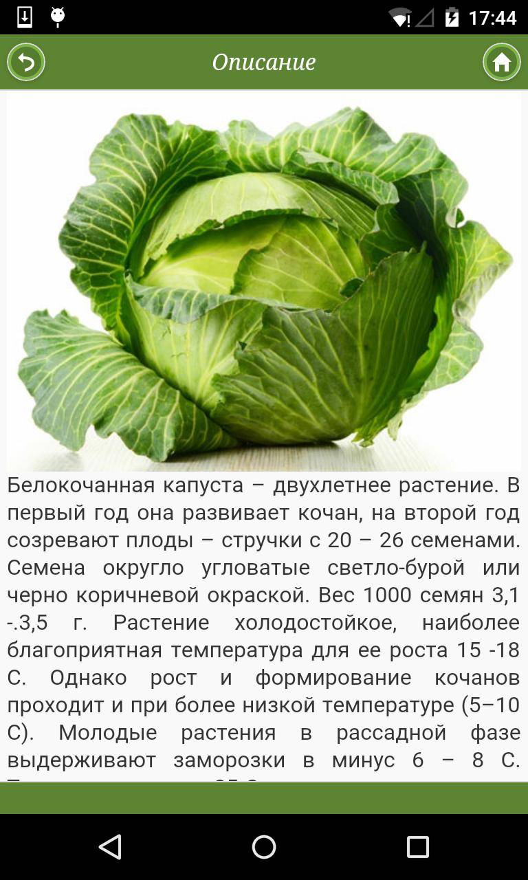 Капуста в прикорме и питании ребенка | уроки для мам