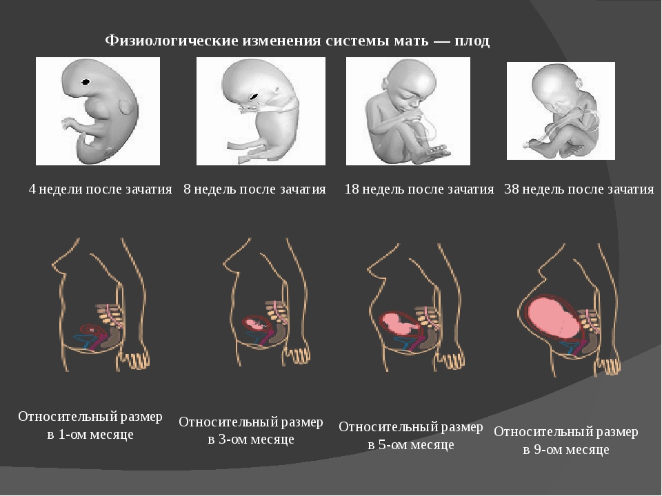 Через четыре недели. Беременность в 3 недели эмбриона после зачатия. Четвертая неделя беременности от зачатия. Эмбрион на 3-4 недели беременности. Эмбрион на 4 неделе беременности от зачатия.