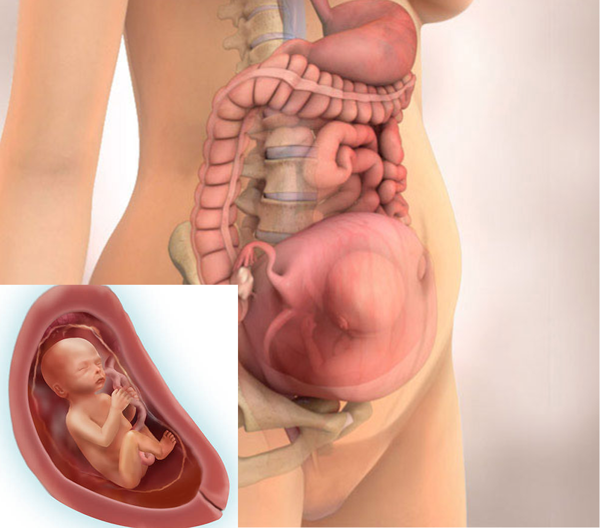 Малыш в утробе чувствовал. Ребенок на 23-24 недели беременности. Расположение ребенка в животе.