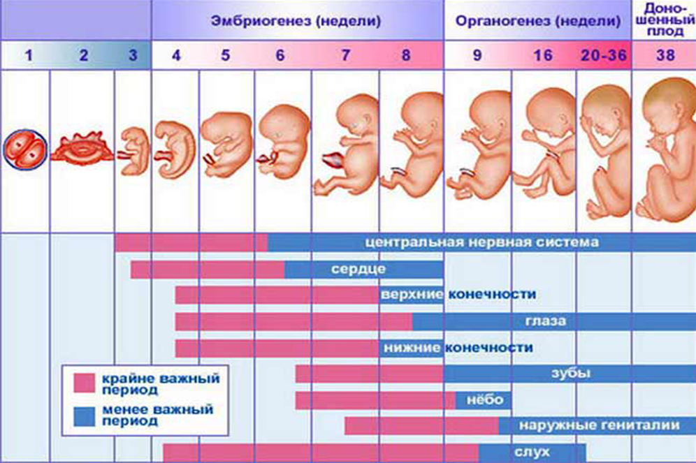 В третьем триместре тянет. Эмбрион по неделям беременности 1 триместр. Развитие плода по неделям в картинках. Стадии развития ребенка в утробе. Стадии развития плода по неделям.