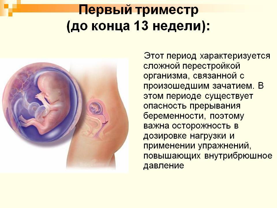 Что нужно знать о первом триместре беременности