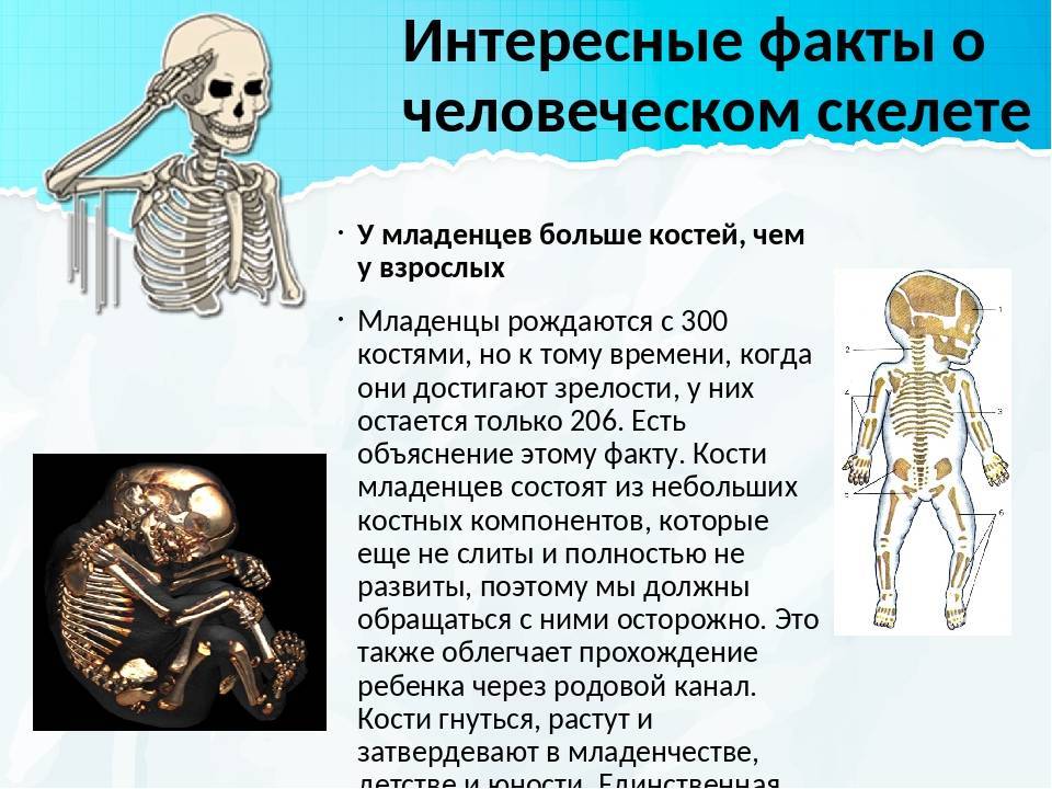 Сколько костей в человеческом теле