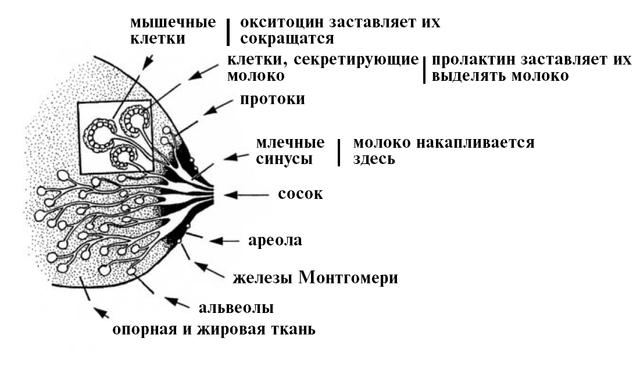 8 способов увеличения количества материнского молока