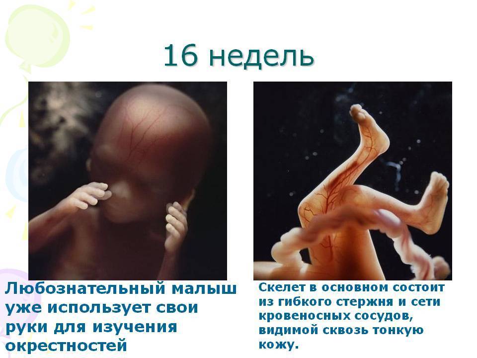 16 неделя беременности развитие и фото — евромедклиник 24