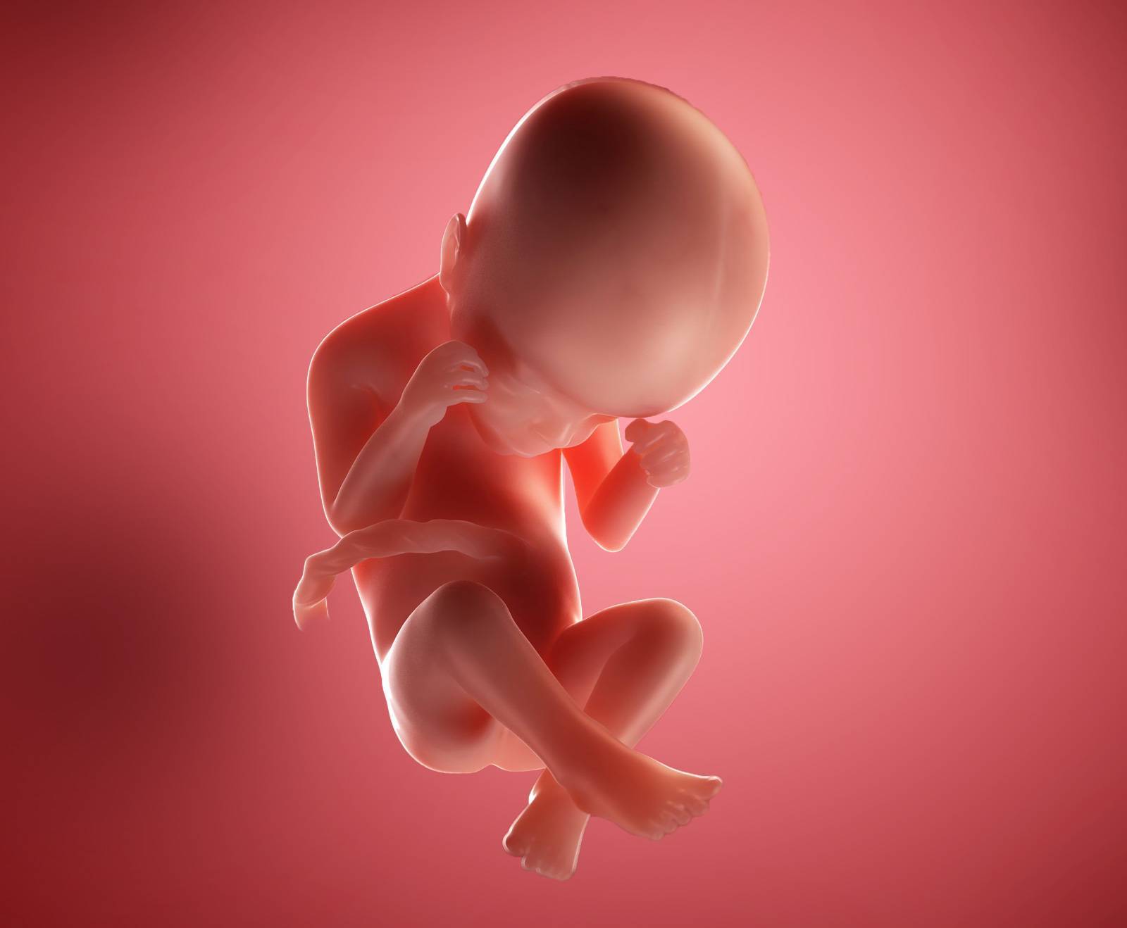 24 неделя беременности: что происходит с малышом и мамой, как развивается плод?
