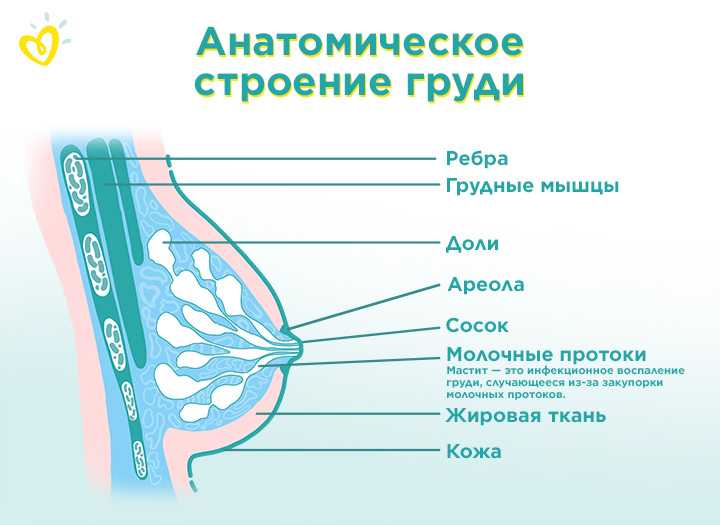 Почему болит грудь при кормлении: причины, способы устранить проблему