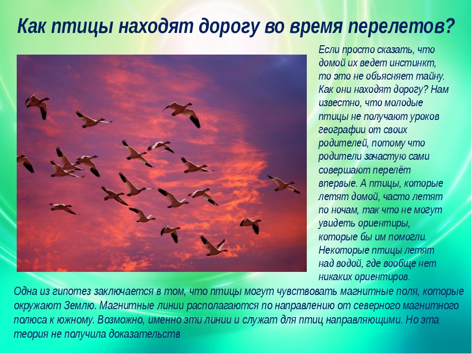 Почему птицы улетают на юг?