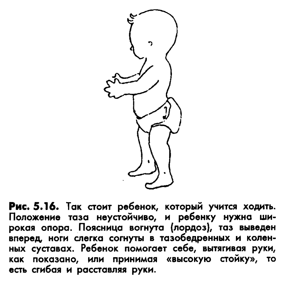 Когда дети начинают ходить самостоятельно: норма у девочек и мальчиков (таблица)