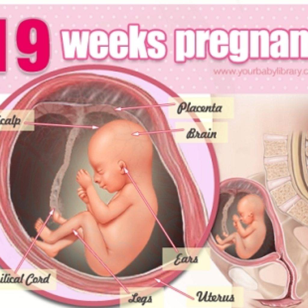 19 неделя беременности развитие и фото — евромедклиник 24