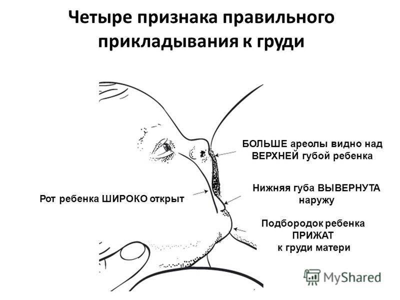 Подготовка груди во время беременности к вскармливанию ребенка