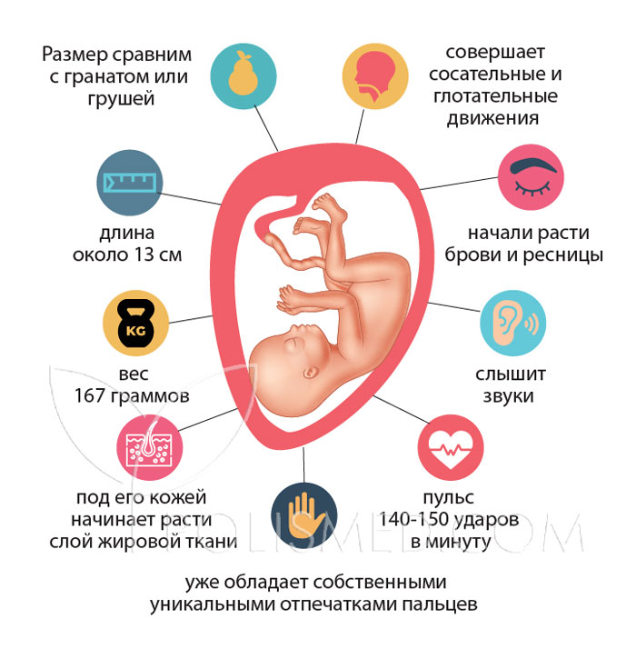 17 неделя беременности