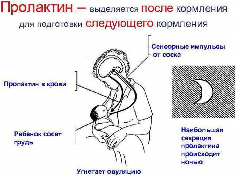 Повышенный пролактин у женщин: причины, последствия, лечение | национальный центр репродукции «эко-содействие»