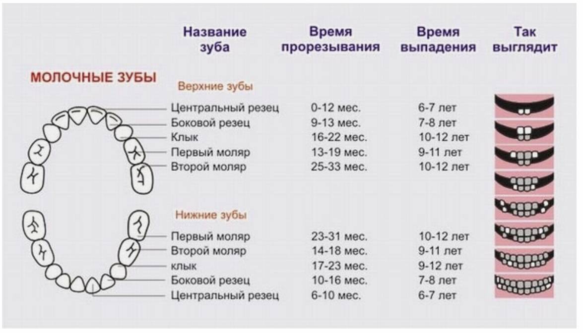 Схема прорезания молочных зубов