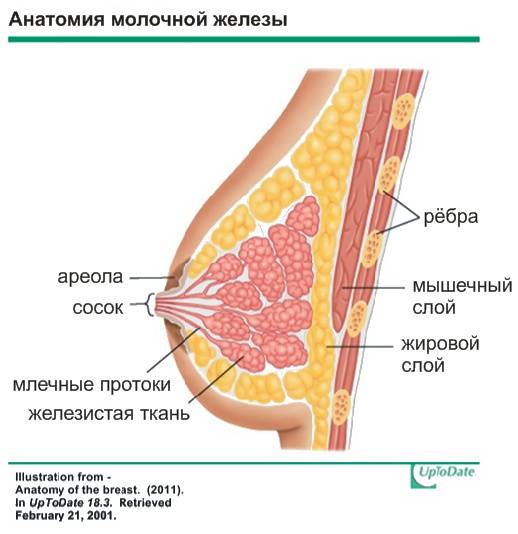 Грудное молоко — лучшее от природы или 8 главных причин кормить грудью