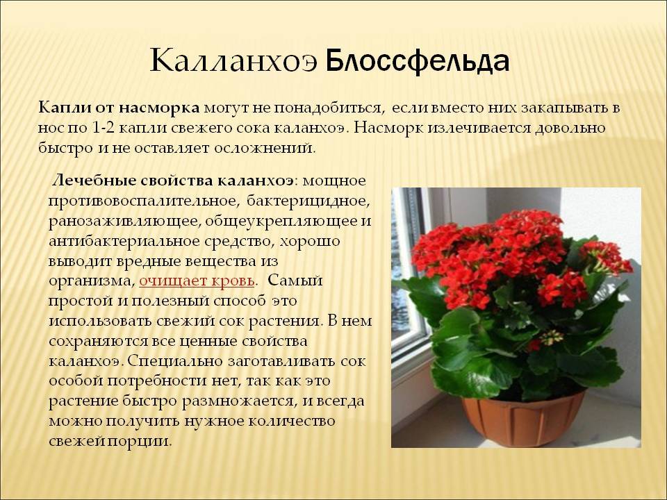 Каланхоэ от насморка детям, можно ли сок каланхоэ от насморка ребенку?