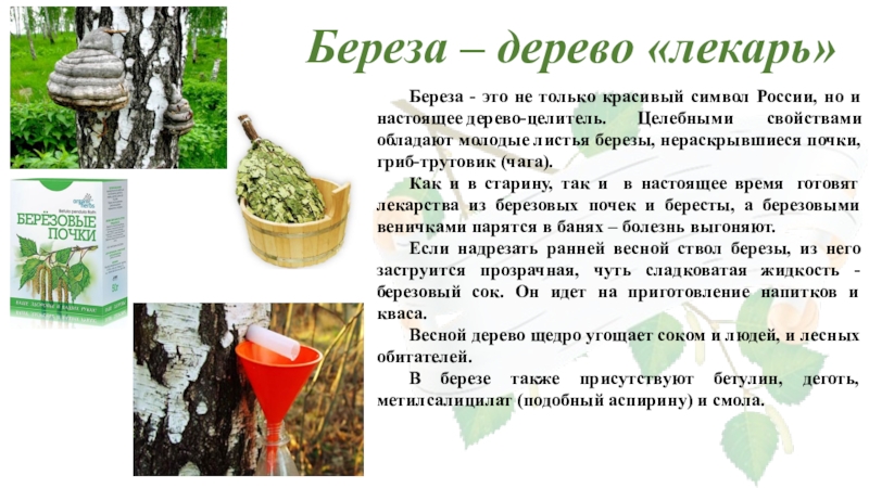 Березовый сок польза и вред