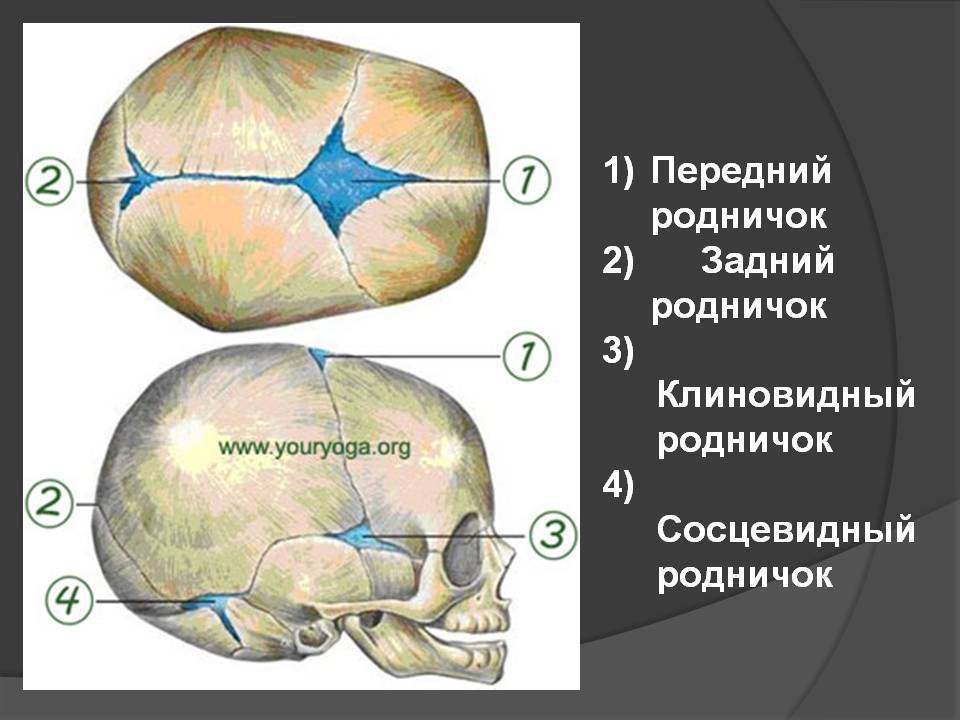 Новорожденные дети: все о родничке — "сенситив"
