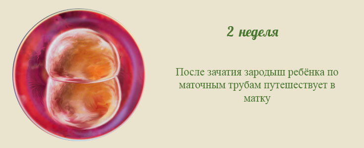 2 неделя беременности от зачатия: что происходит с малышом, какие ощущения испытывает мама, могут ли быть выделения?