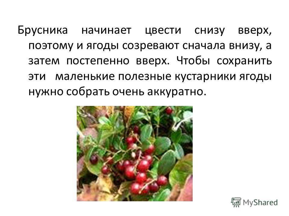 Брусника: полезные свойства и противопоказания, рецепты для здоровья и красоты