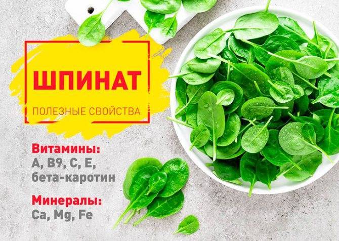 Всё о том, что такое шпинат, чем полезен, как готовить и многое другое