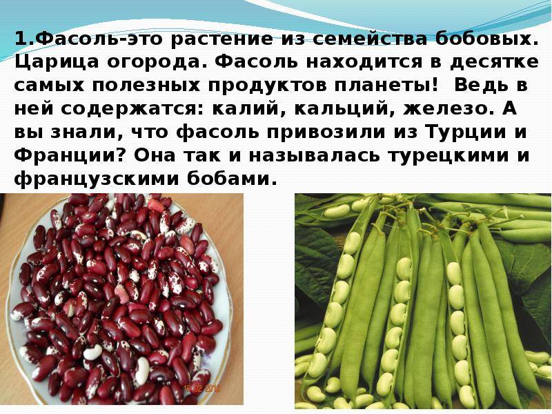 Чем полезна фасоль: для организма женщин, при беременности консервированная, красная и белая, польза и вред | rucheyok.ru