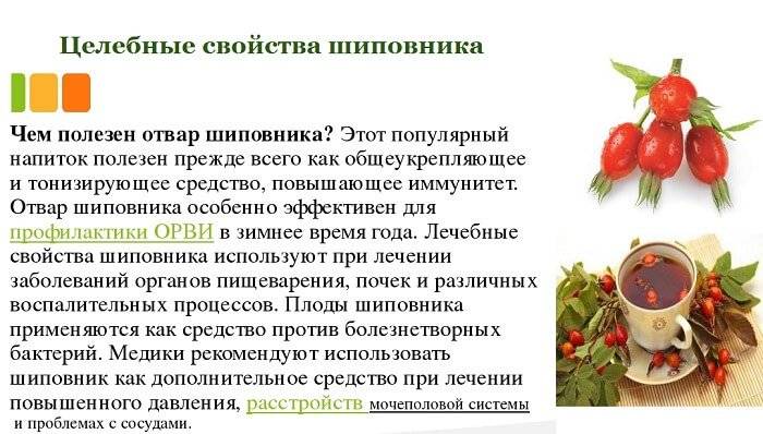 Отвар шиповника при беременности