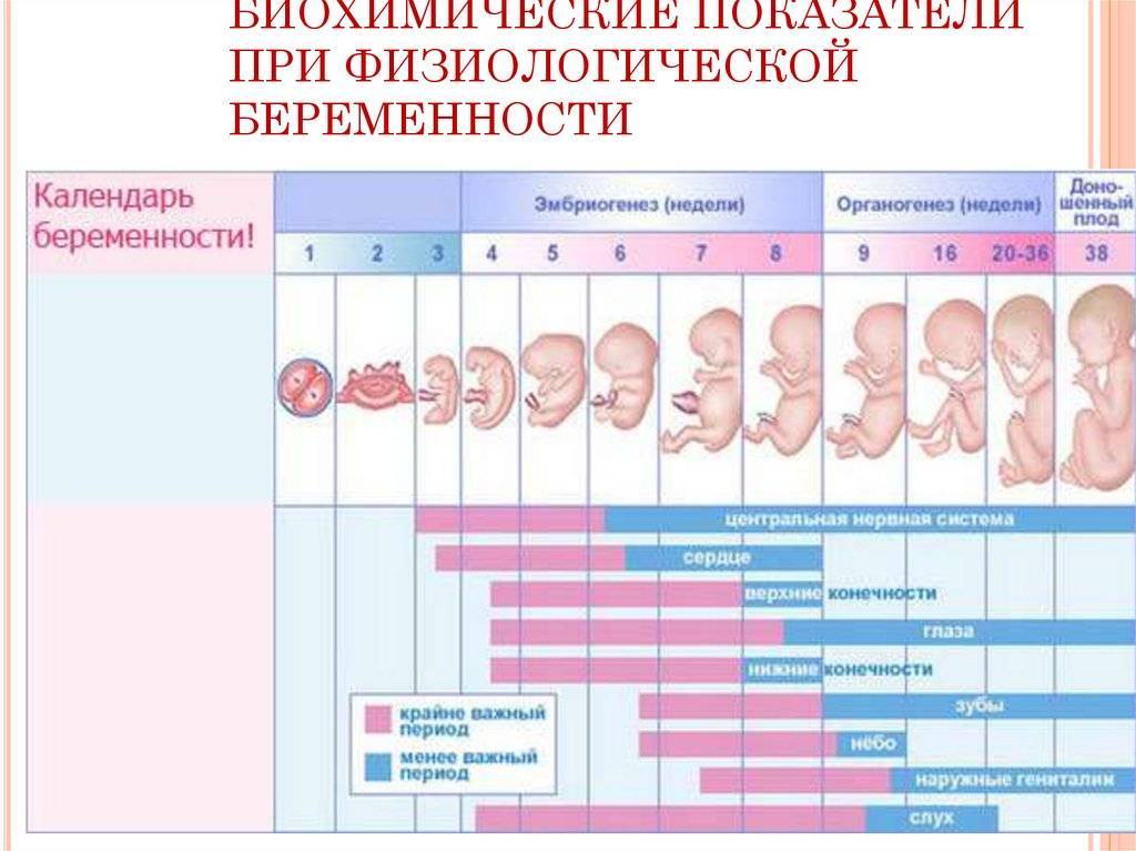 Сороковая неделя беременности