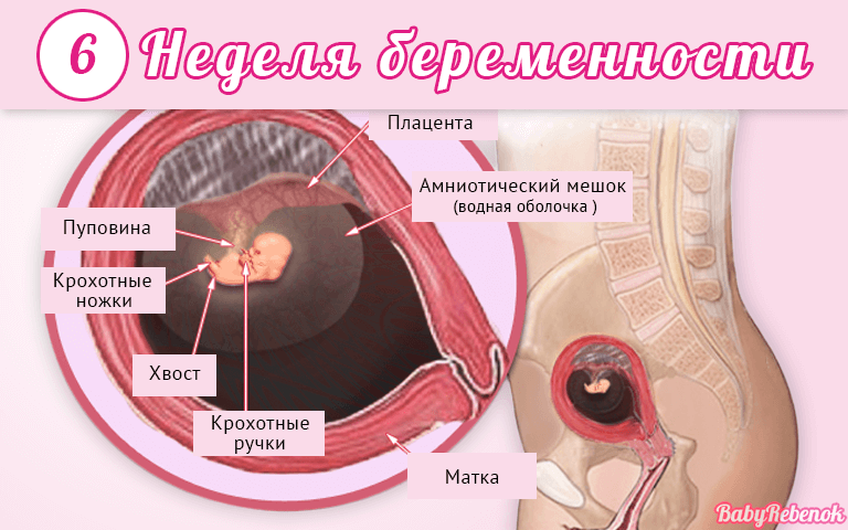 5 неделя беременности: что происходит с плодом, ощущения женщин