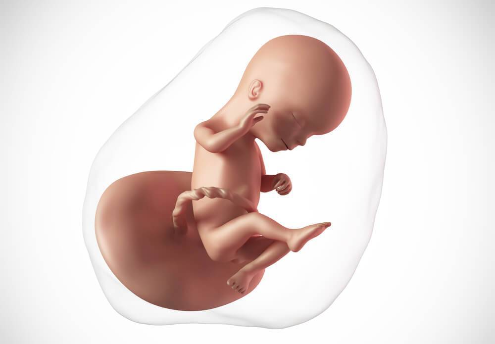 17 недель беременности - размер плода. что происходит с малышом и мамой?