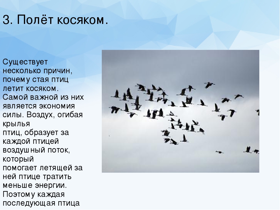 Как и почему летают птицы?