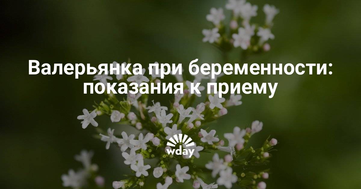 Можно ли беременным валерьянку в таблетках – как правильно ее принимать?