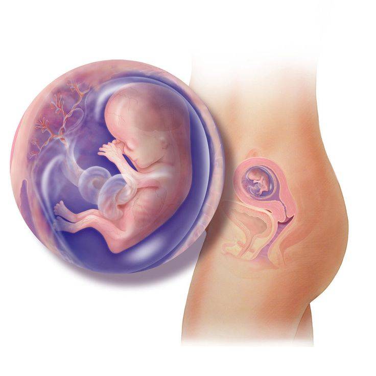 12 неделя беременности: что происходит с малышом и мамой, фото, развитие плода