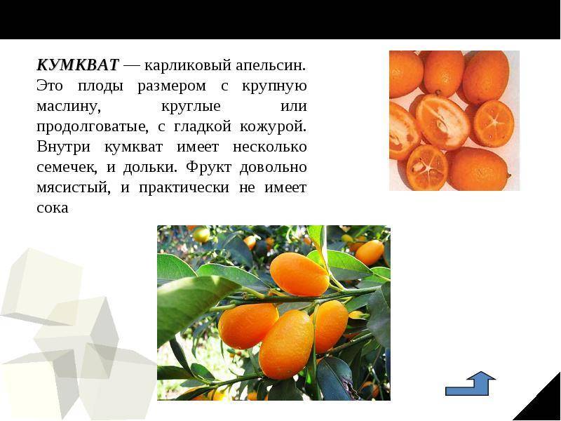Польза и вред кумквата для здоровья — описание, состав, калорийность и противопоказания фрукта (95 фото)