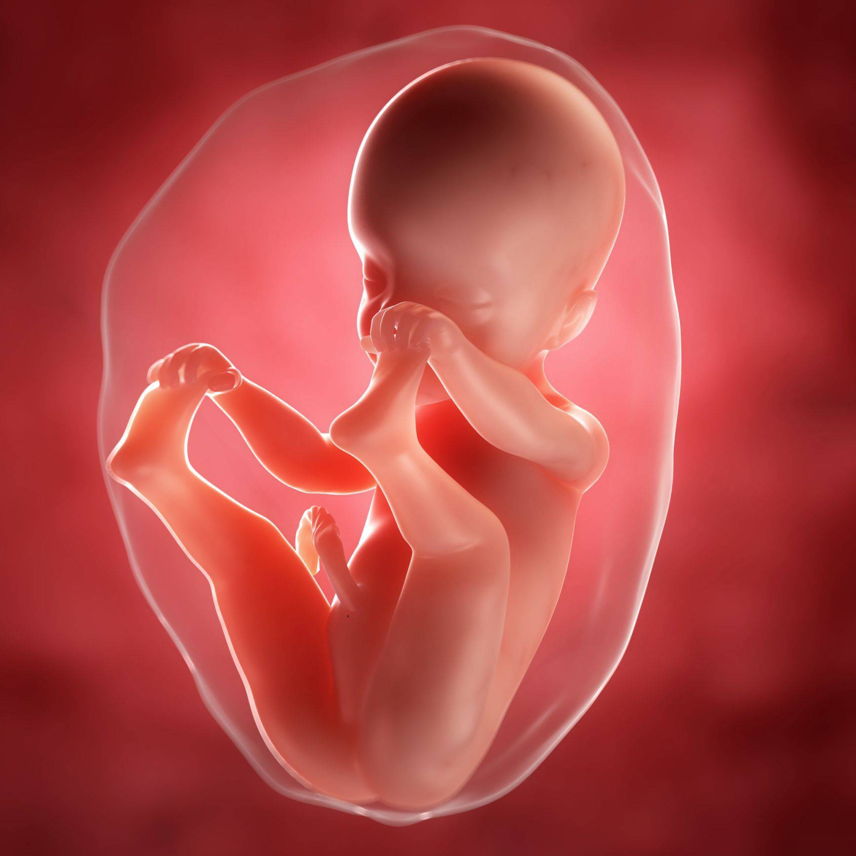 25 неделя беременности развитие и фото — евромедклиник 24
