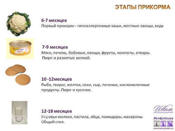 Когда можно давать картофельное пюре грудничку